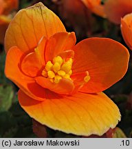 Begonia ×tuberhybrida (begonia bulwiasta)