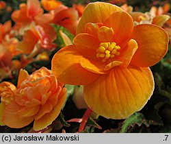 Begonia ×tuberhybrida (begonia bulwiasta)