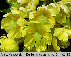 Berberis vulgaris (berberys zwyczajny)