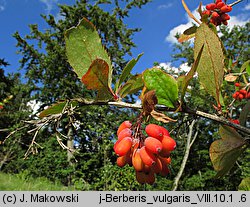 Berberis vulgaris (berberys zwyczajny)