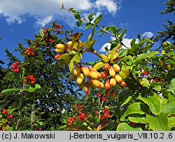 Berberis vulgaris (berberys zwyczajny)