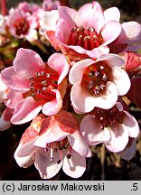 Bergenia ciliata (bergenia orzęsiona)