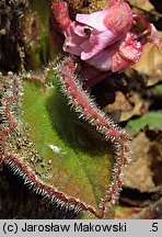 Bergenia ciliata (bergenia orzęsiona)