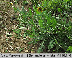Berlandiera lyrata