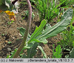 Berlandiera lyrata