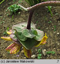 Berlandiera lyrata