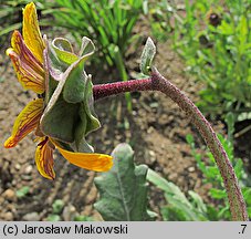 Berlandiera lyrata