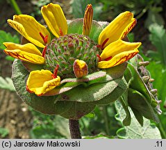 Berlandiera lyrata