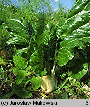 Beta vulgaris var. cicla (burak liściowy)