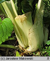 Beta vulgaris var. cicla (burak liściowy)