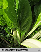 Beta vulgaris var. cicla (burak liściowy)