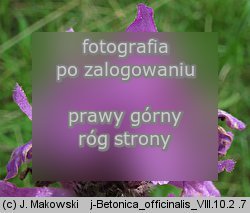 Betonica officinalis (bukwica zwyczajna)
