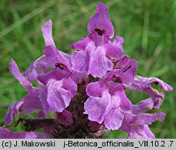 Betonica officinalis (bukwica zwyczajna)