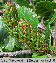 Betula humilis (brzoza niska)