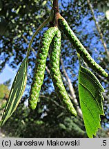 Betula papyrifera (brzoza papierowa)