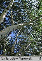 Betula papyrifera (brzoza papierowa)