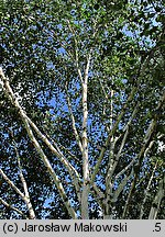 Betula papyrifera (brzoza papierowa)