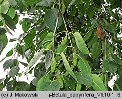 Betula papyrifera (brzoza papierowa)