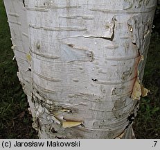 Betula papyrifera (brzoza papierowa)