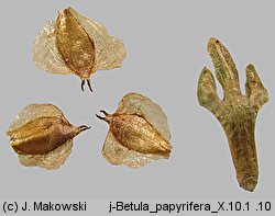 Betula papyrifera (brzoza papierowa)