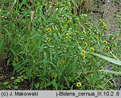 Bidens cernua (uczep zwisły)