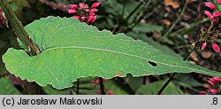 Polygonum amplexicaulis (rdest himalajski)