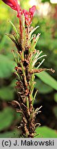 Polygonum amplexicaulis (rdest himalajski)