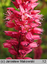 Polygonum amplexicaulis (rdest himalajski)