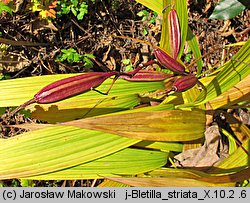 Bletilla striata (bletilla pasiasta)