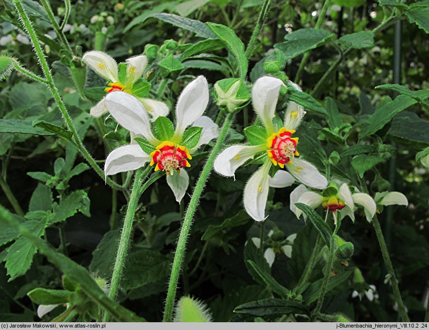 Blumenbachia hieronymi