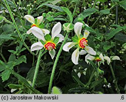 Blumenbachia hieronymi