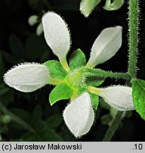 Blumenbachia hieronymi