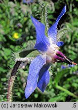 Borago officinalis (ogórecznik lekarski)