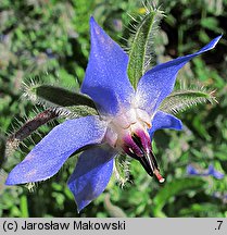 Borago officinalis (ogórecznik lekarski)