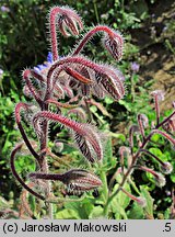 Borago officinalis (ogórecznik lekarski)