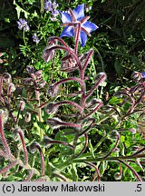 Borago officinalis (ogórecznik lekarski)