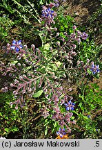 Borago officinalis (ogórecznik lekarski)