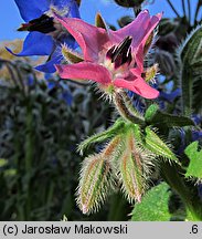 Borago officinalis (ogórecznik lekarski)