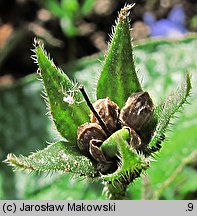 Borago pygmaea