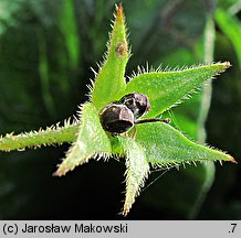 Borago pygmaea