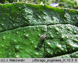 Borago pygmaea