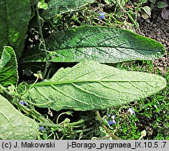 Borago pygmaea