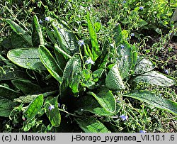 Borago pygmaea