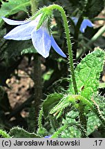 Borago pygmaea