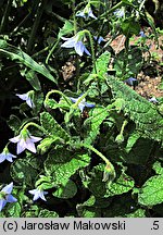 Borago pygmaea