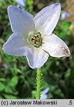 Borago pygmaea