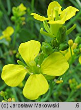 Brassica nigra (kapusta czarna)