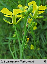 Brassica nigra (kapusta czarna)