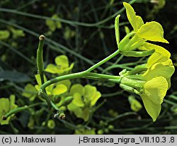 Brassica nigra (kapusta czarna)