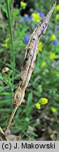 Brassica nigra (kapusta czarna)